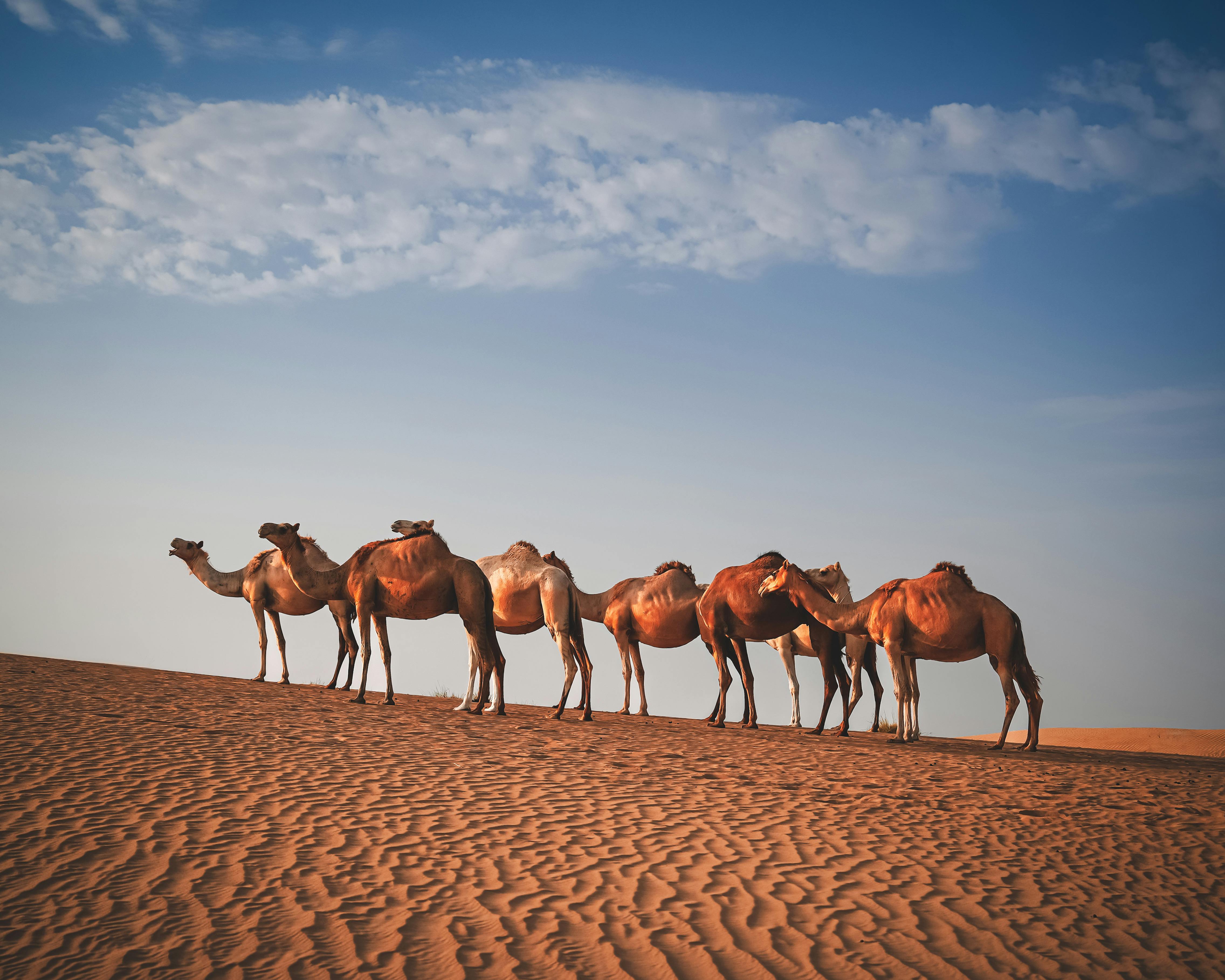 Into the Wild Sands: The Ultimate Sahara Desert Expedition