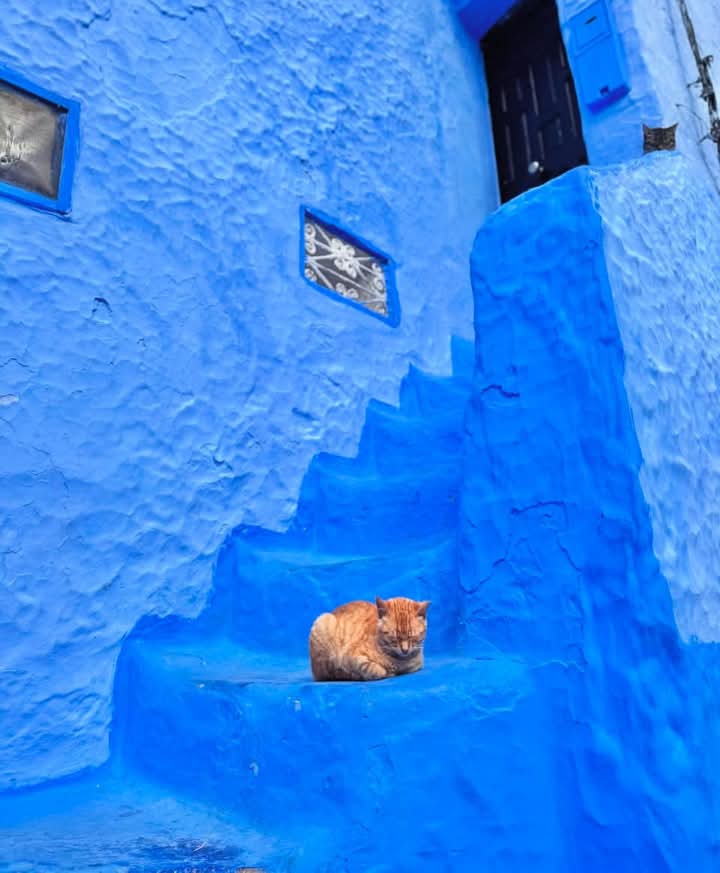 The Blue Pearl & The Imperial Gate: Tangier – Chefchaouen – Fes