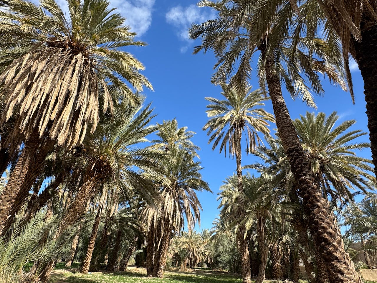 Dades – Ouarzazate – Ait Ben Haddou – Marrakesh